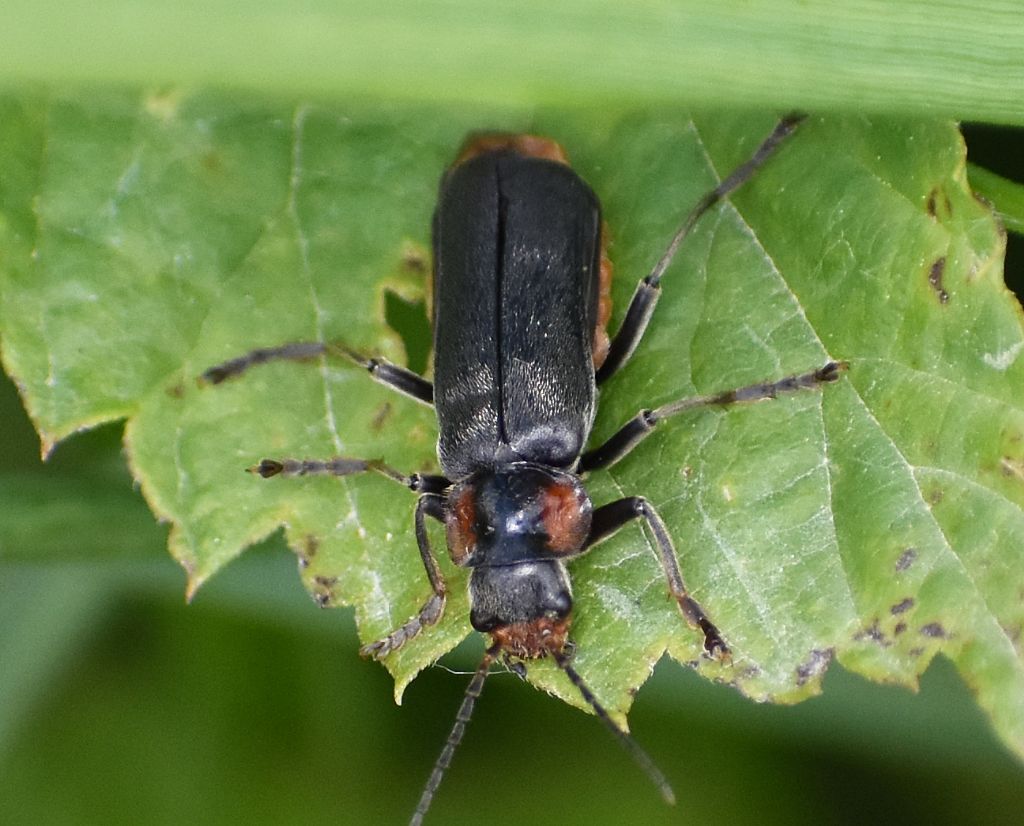 Cantharis obscura ?... Cantharis gr. obscura